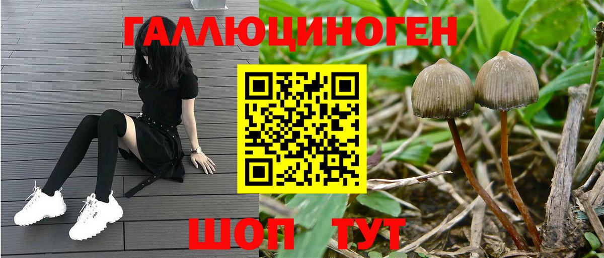 Галлюциногенные грибы Psilocybe Киселёвск